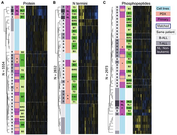 PDX models reflect the proteome landscape of pediatric acute lymphoblastic leukemia but divert in select pathways figure