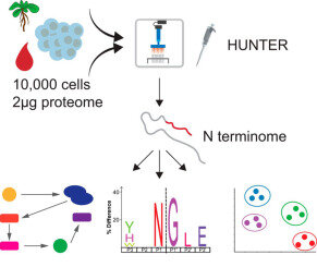 Sensitive determination of proteolytic proteoforms in limited microscale proteome samples figure
