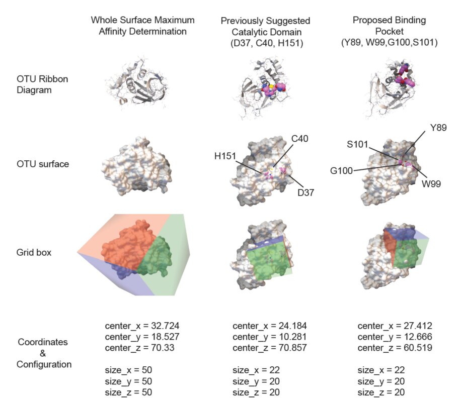 Identification of small molecule binding pocket for inhibition of Crimean-Congo hemorrhagic fever virus OTU protease figure